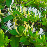 Honeysuckle Vine Live Plant, 6-7" Tall Starter, Climbing Honeysuckle Flowering Vine for Outdoor Garden, Trellis, Fence, or Landscape