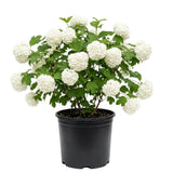 2 Snowball Bush Live Plant in Pot, Snowball Viburnum Tree 4-6 Inches Tall, Flowering Viburnum Shrub for Outdoor Gardens and Walkways