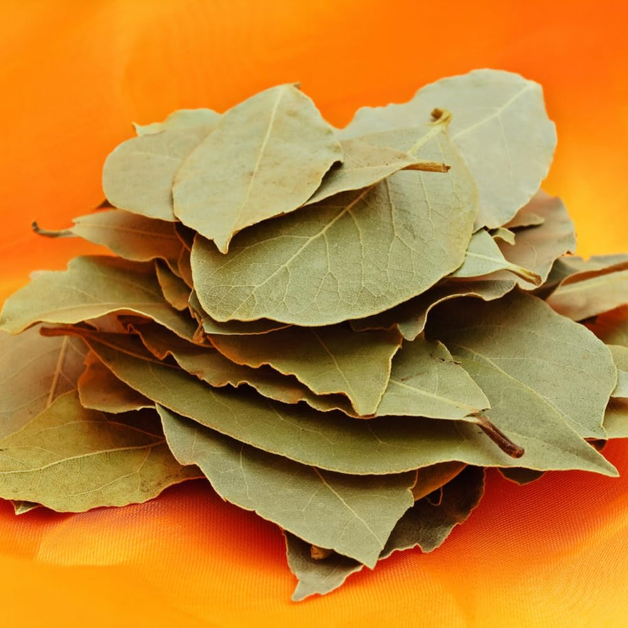 Sweet Bay Leaf Plant, Bay Laurel Tree Live Plant, Laurus Nobilis, 8 Inc Long, Container Garden Herb Plant Indoor Outdoor