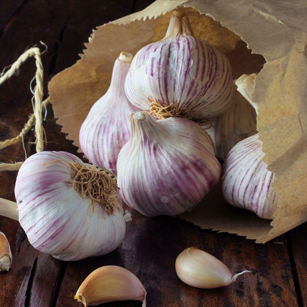 4 Music Garlic Bulbs for Planting, Large Heirloom Hardneck Seed Garlic, High Yield, Cold Hardy Fall Planting