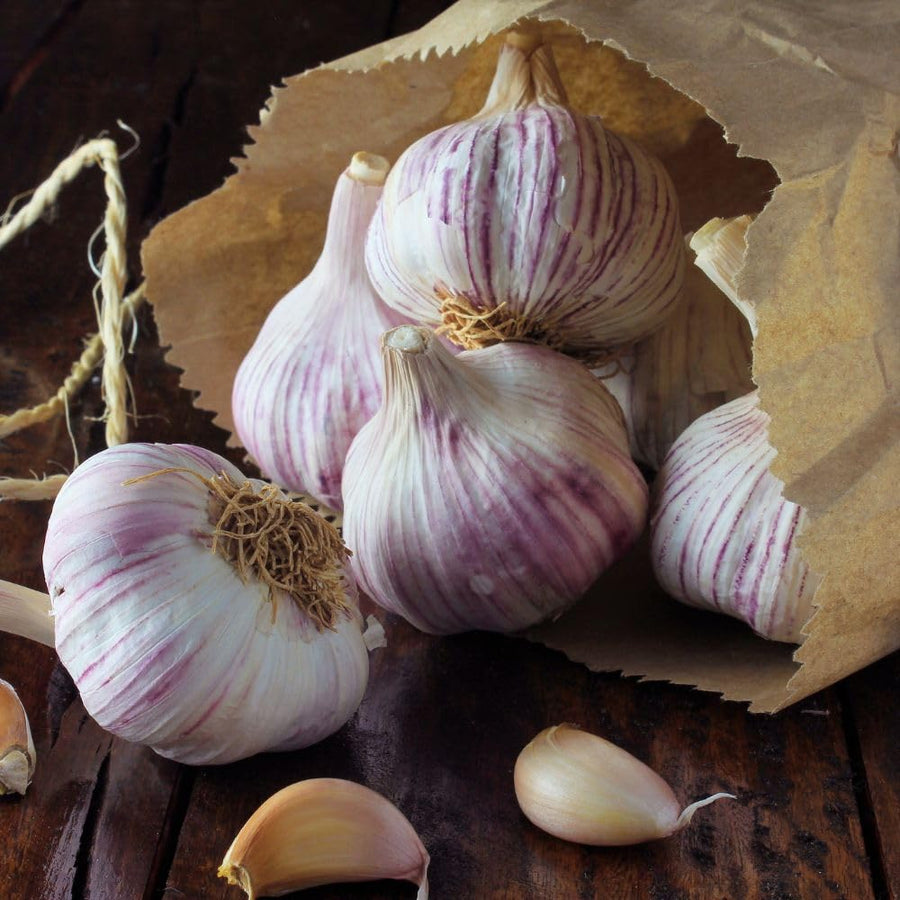 4 Music Garlic Bulbs for Planting, Large Heirloom Hardneck Seed Garlic, High Yield, Cold Hardy Fall Planting