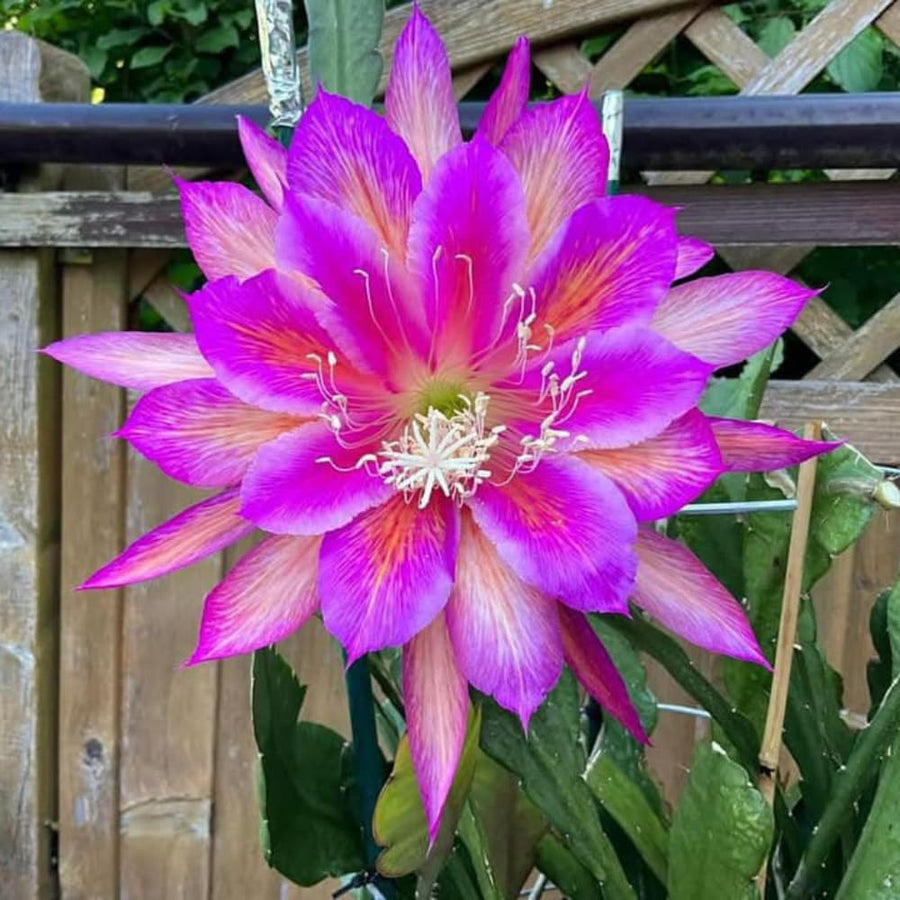 Epiphyllum Plants Live, 2 Plants per Pot, Orchid Cactus Plants for Indoor and Outdoor Planting, Well Rooted Orchid Cactus Plant, Ready to Plant (Pink Epiphyllum)