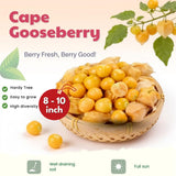 Cape Gooseberry Plant Live in 4'' Pot, 8-10 Inch Tall, Hardy Gooseberry Live Plant for Outdoor Planting, Sweet Golden Berry Fruit Plant, Well-Rooted