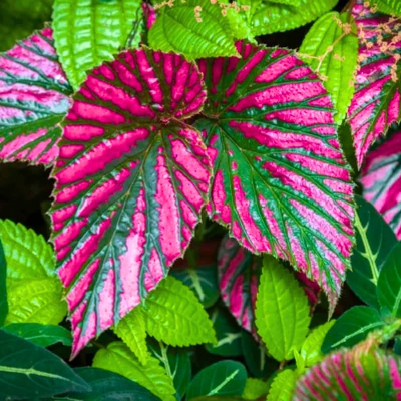 Combo 3 Red Begonia Angel Wing Plants Live, Begonia Maculata Live Plant, Begonias Live Plants Outdoor, 4 to 8 Inc Tall