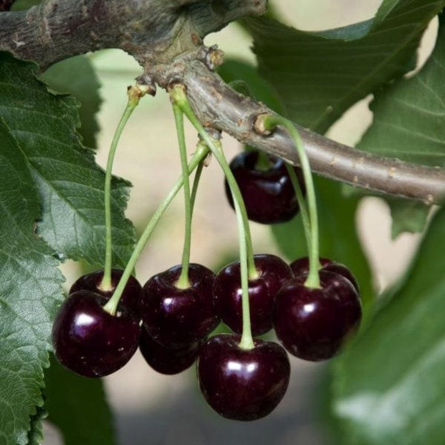 Black Cherry Tree Live Plant in Quart Pot, 6-15" in Tall Wild Cherry Plant Live for Spring Planting Outdoor