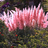Pack 2 Pampas Grass Plants, Live Pampas Perennial Grasses 4-8 Inches, Ornamental Grass for Outdoor Garden Landscaping - Mixed Pampas