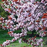 Methley Plum Tree Live Plant, Bareroot 18-24 Inch Tall, Hardy Plum Plant Live for Planting, Dormant, No Leaf