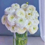 25 White Large Ranunculus Bulbs for Planting, Ranunculus Corms, Buttercup Flower Bulbs Spring Fall Growing