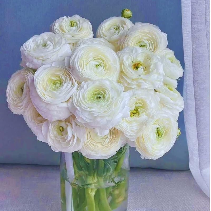 25 White Large Ranunculus Bulbs for Planting, Ranunculus Corms, Buttercup Flower Bulbs Spring Fall Growing