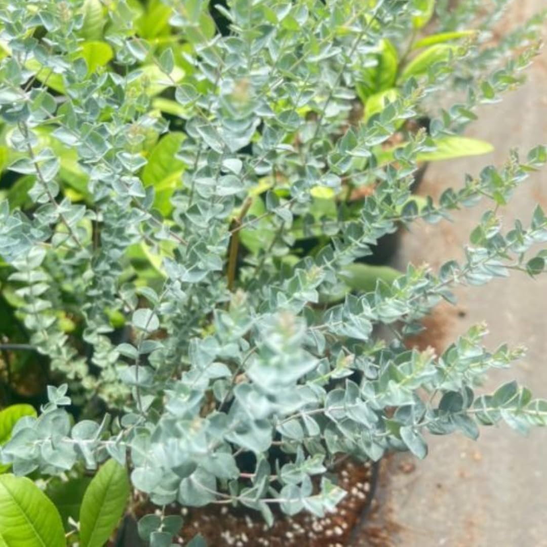 2 Baby Blue Eucalyptus Trees Live Plants - 5 to 9 Inches Tall Starter Plant, Fragrant Leaf, Hardy, Dormant in Winter