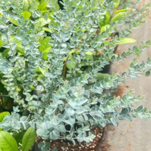 2 Baby Blue Eucalyptus Trees Live Plants - 5 to 9 Inches Tall Starter Plant, Fragrant Leaf, Hardy, Dormant in Winter