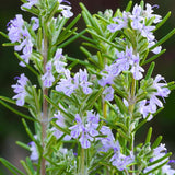 Set 2 Rosemary Plants Live 4-6'' Tall, Upright Rosemary Herb Plants, Container and Garden Planting