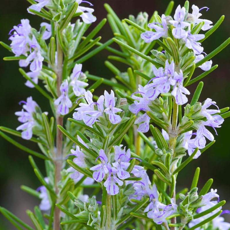 Set 2 Rosemary Plants Live 4-6'' Tall, Upright Rosemary Herb Plants, Container and Garden Planting