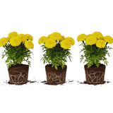 Yellow Marigold Plants Live, 3 Starter Plant, Live Marigold Flower Plants Indoor or Outdoors Growing Planting Gardening