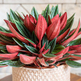 Peperomia Live Plant in 4" Pot, Easy-Care Indoor Trailing Houseplant Succulent Live (Red Green Peperomia)