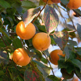 Live Persimmon Tree in Pot, 4 Ft Air-Layered Tree, Persimmon Fruit Live Plant Potted