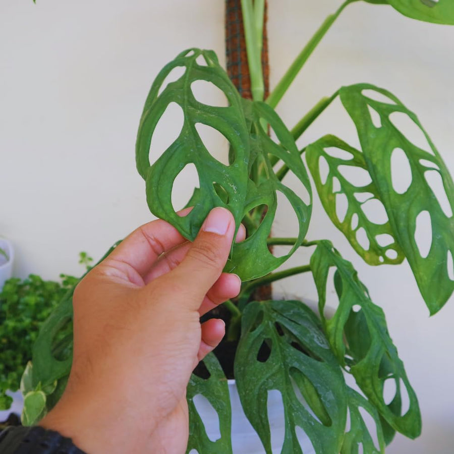 Monstera Adansonii Live Plants, Swiss Cheese Plants Live, 4 to 6 Inches Tall, 2 Plants, Live House Plants Planting