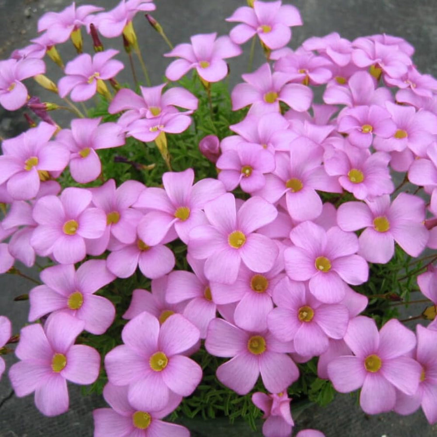 Oxalis Plant Live, Shamrock Spring Flower, 4 Inc Pot, Ornamental Oxalis Plant Live for Indoor Outdoor Garden, 4-8'' Tall (Light Purple)