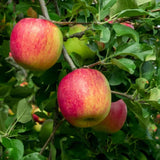 1 Apple Tree Live Plant, Bareroot 2-3 Feet Tall, Honey Crisp Apple Plant Live for Planting, Live Apple Tree Plant, Apple Fruit Tree
