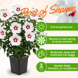 White Rose of Sharon Plant in Quart Pot, Hardy Hibiscus Flowering Shrub, Vibrant Outdoor Althea Plants, Fast-Growing Perennial
