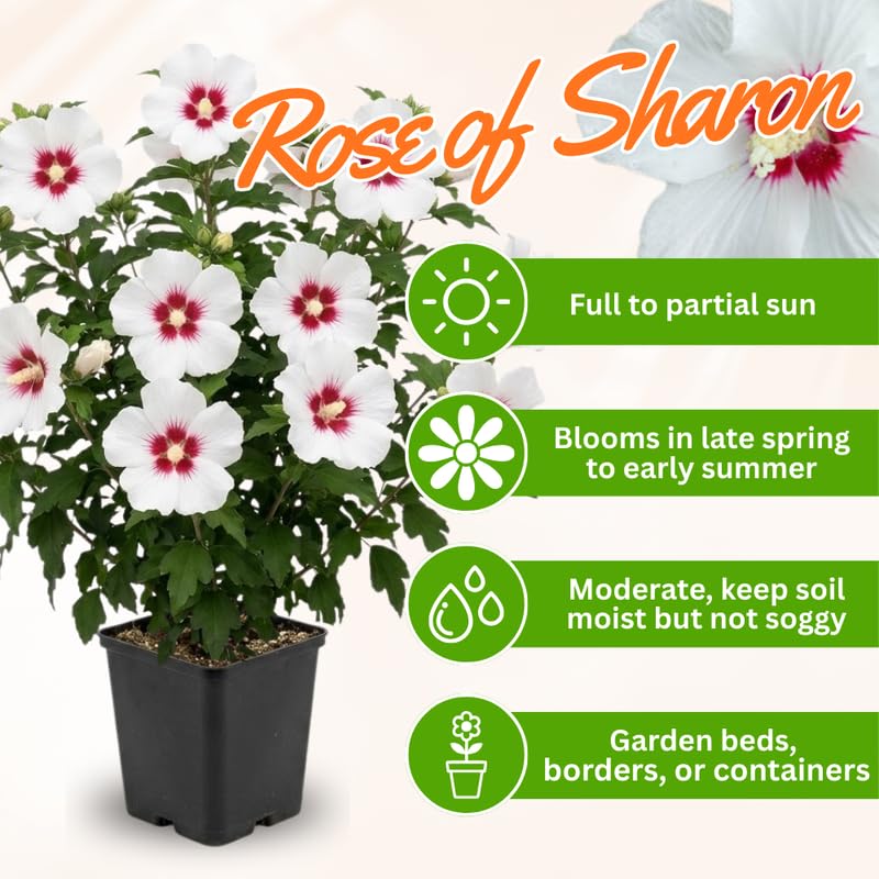 White Rose of Sharon Plant in Quart Pot, Hardy Hibiscus Flowering Shrub, Vibrant Outdoor Althea Plants, Fast-Growing Perennial