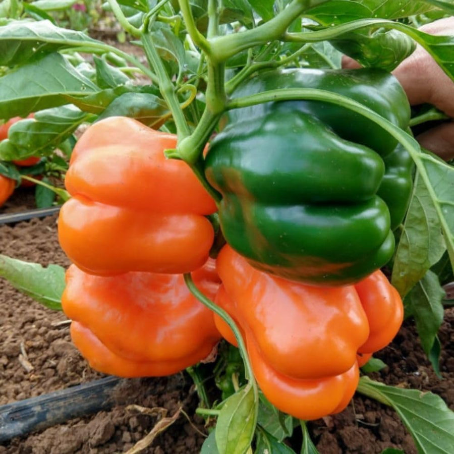 Pack 50 Orange Sweet Bell Pepper Seeds, Sweet Pepper Seeds for Garden, Vegetable Planting Seed