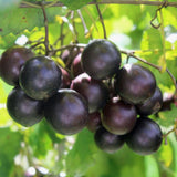 Muscadine Grape Vine Plant Live, Grape Plant Live Grape Tree, in 4" Pot Grape Fruit Tree for Planting
