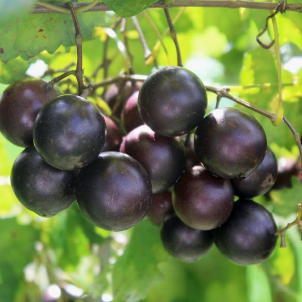 Muscadine Grape Vine Plant Live, Grape Plant Live Grape Tree, in 4" Pot Grape Fruit Tree for Planting