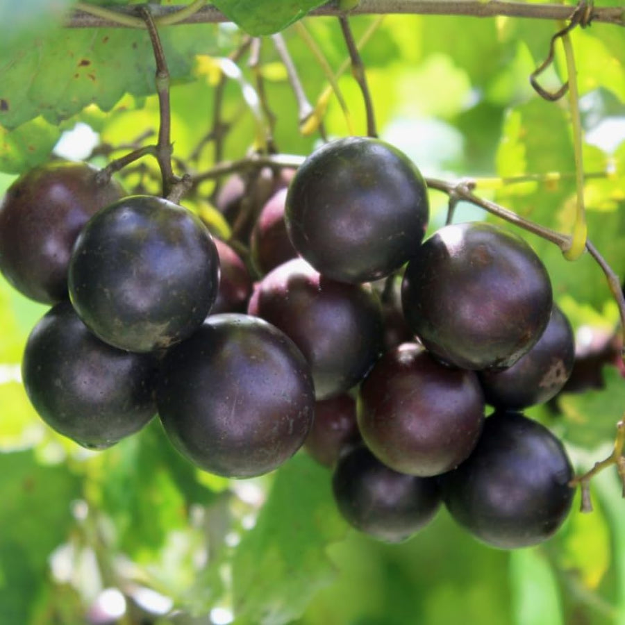Muscadine Grape Vine Plant Live, Grape Plant Live Grape Tree, in 4" Pot Grape Fruit Tree for Planting