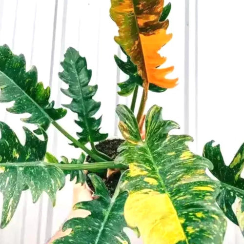 Philodendron Plant Live, Rare Tropical Variegated Live Indoor Houseplant for Home Office, 5-8" Tall, No Pot (Fire Philodendron)