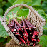 Pack 5 Rhubarb Roots Plants, Red Rhubarb Roots Vegetable for Planting, Hardy Perennial Vegetables