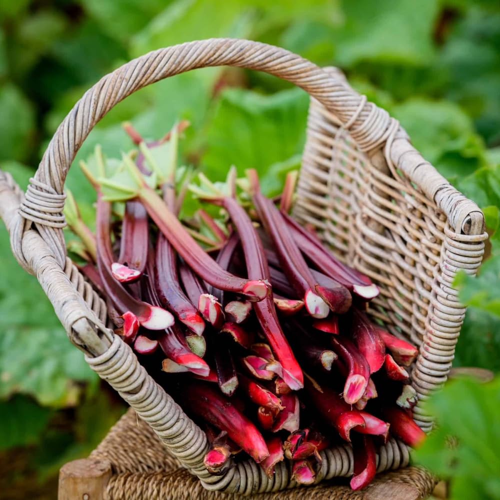 Pack 5 Rhubarb Roots Plants, Red Rhubarb Roots Vegetable for Planting, Hardy Perennial Vegetables