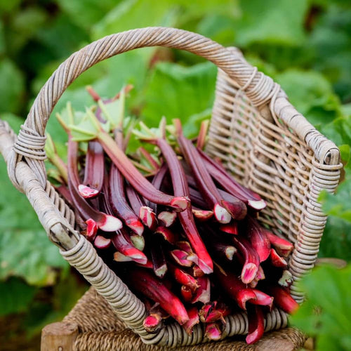 Pack 5 Rhubarb Roots Plants, Red Rhubarb Roots Vegetable for Planting, Hardy Perennial Vegetables
