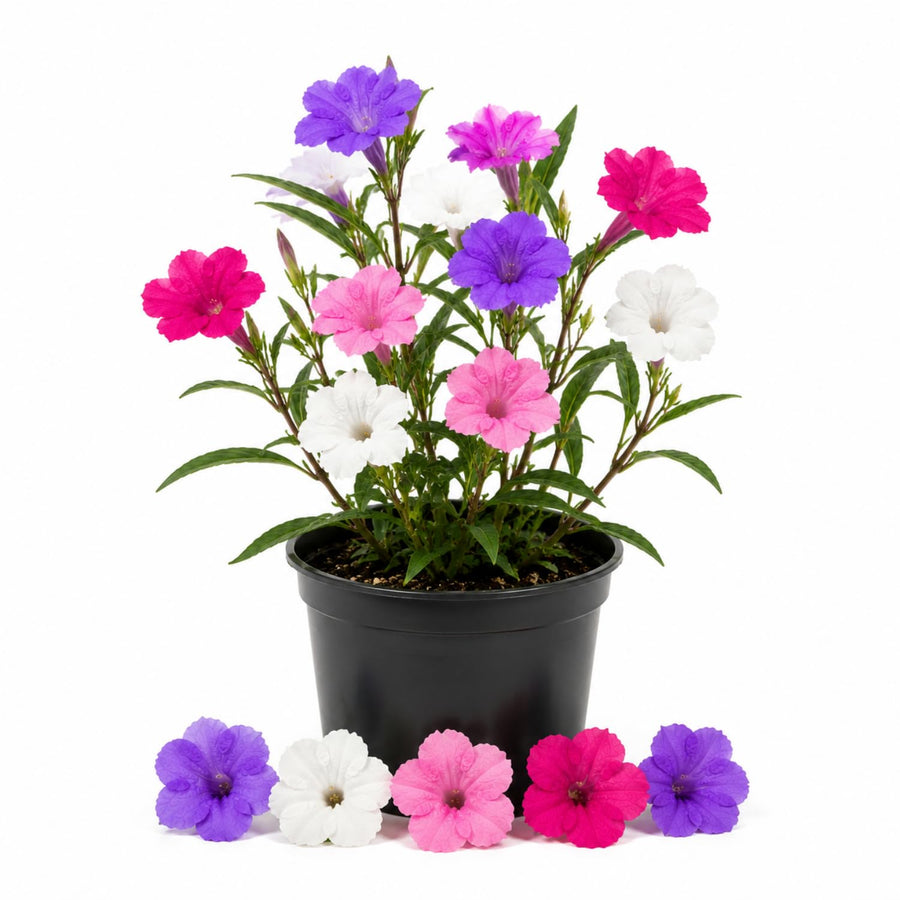 2 Assorted Mexican Petunia Live Plants 4 Inch Pot, Hardy Live Petunia Flowering Garden Plant, Perennial Ground Cover, Long Blooming Season