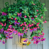 Blue Fuchsia Plant Live in 5-Inch Pot, Hanging Basket Flower, Hardy Fuchsia Vine for Shade Gardens, USDA Zones 8-11
