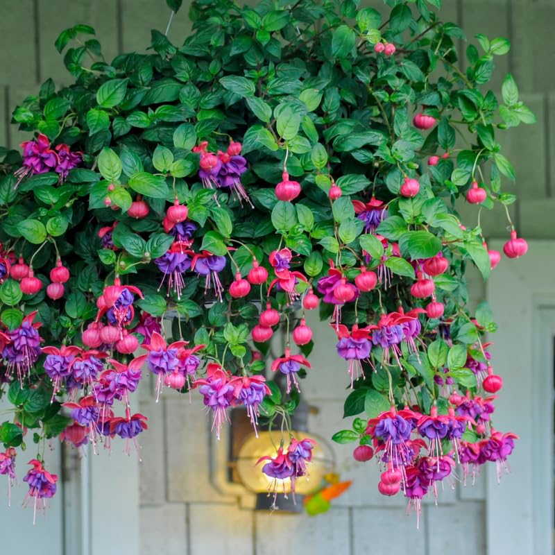 Blue Fuchsia Plant Live in 5-Inch Pot, Hanging Basket Flower, Hardy Fuchsia Vine for Shade Gardens, USDA Zones 8-11