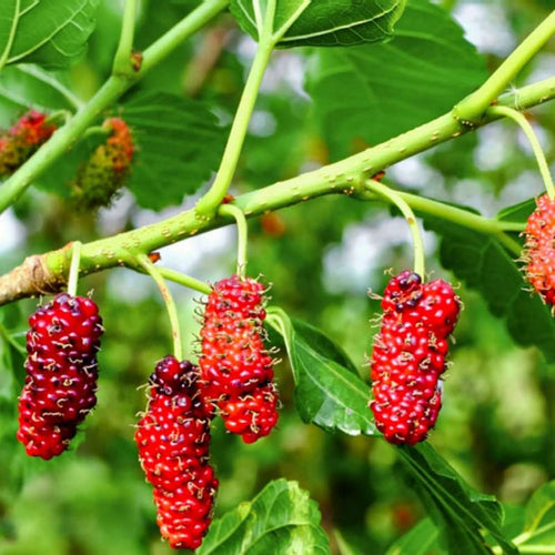 1 Red Mulberry Plant Live 8 to 14 Inc Tall, Quart Pot, Mulberry Tree Live Plant, Sweet Mulberry Fruits Seedlding for Planting Your Graden