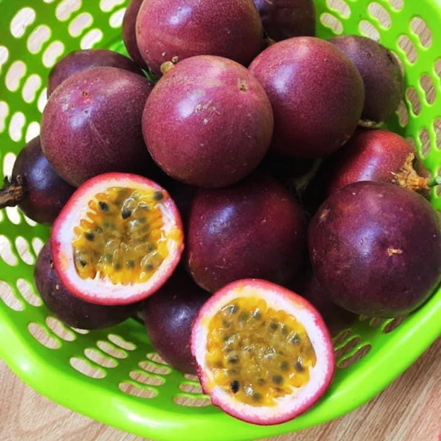 Live Passionfruit Plant Vine - 6 to 8 Inches Tall, Hardy and Fruit-Bearing, Purple Passion Fruit Tree Live Plant, for Planting Home Gardens and Containers