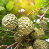 Sugar Apple Tree Live Plant, 3 Years Old Sweet Custard Apple Tree, Ready to Bear Fruits, 3-4 Feet Tall Fully Rooted