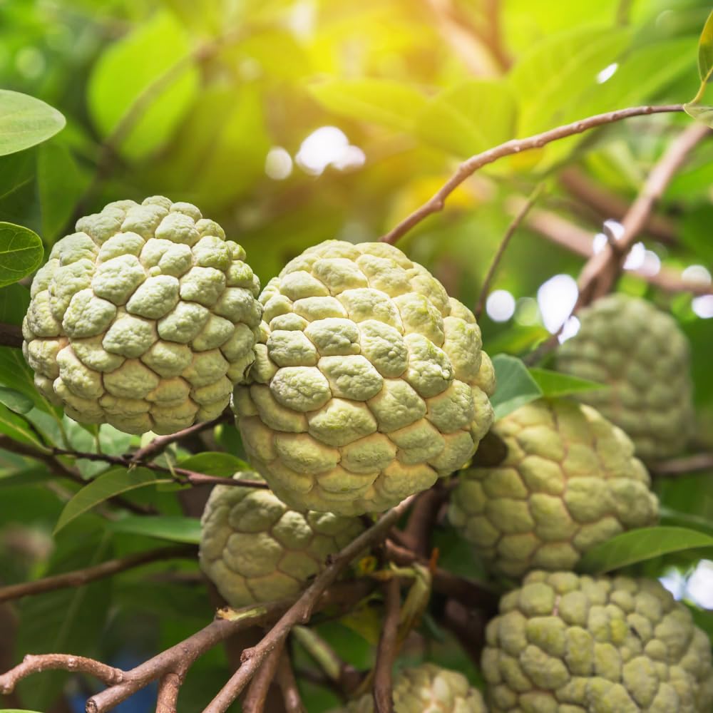 Sugar Apple Tree Live Plant, 3 Years Old Sweet Custard Apple Tree, Ready to Bear Fruits, 3-4 Feet Tall Fully Rooted