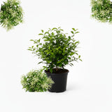 White Jasmine Plant Live, Fragrant Jasmine Climbing Vine, 6-8 Inches Tall for Growing (Night Jasmine)