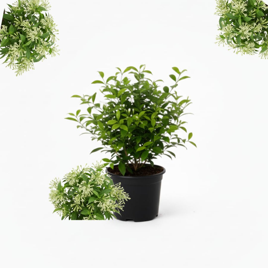 White Jasmine Plant Live, Fragrant Jasmine Climbing Vine, 6-8 Inches Tall for Growing (Night Jasmine)