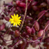 Live Othonna Capensis Ruby Necklace Plant, Ruby Necklace Succulent Plant in 2 Inch Pot for Indoors or Outdoor Garden