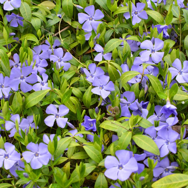 2 Vinca Minor Live Plants in 4'' Pot, Periwinkle Ground Cover Vine, Fast Growing Trailing Plant for Garden Beds, Borders or Landscape Planting