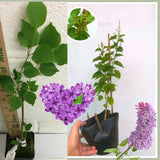 Lavender Lilac Bush Live Tree Plant, 1 Year Old Tree for Planting, 6 to 12 Inches in Tall, Hardy Shrub, Dormant in Winter, Lavender Purple Lilac