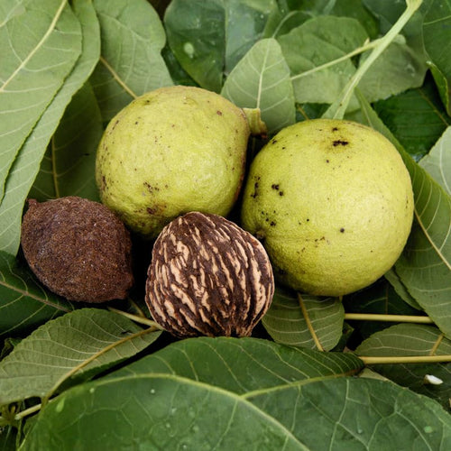 Walnut Tree in Quart Pot for Planting 6-12 Inches, Nut Tree Plants for Outdoor Garden, Ready to Grow, High Yield