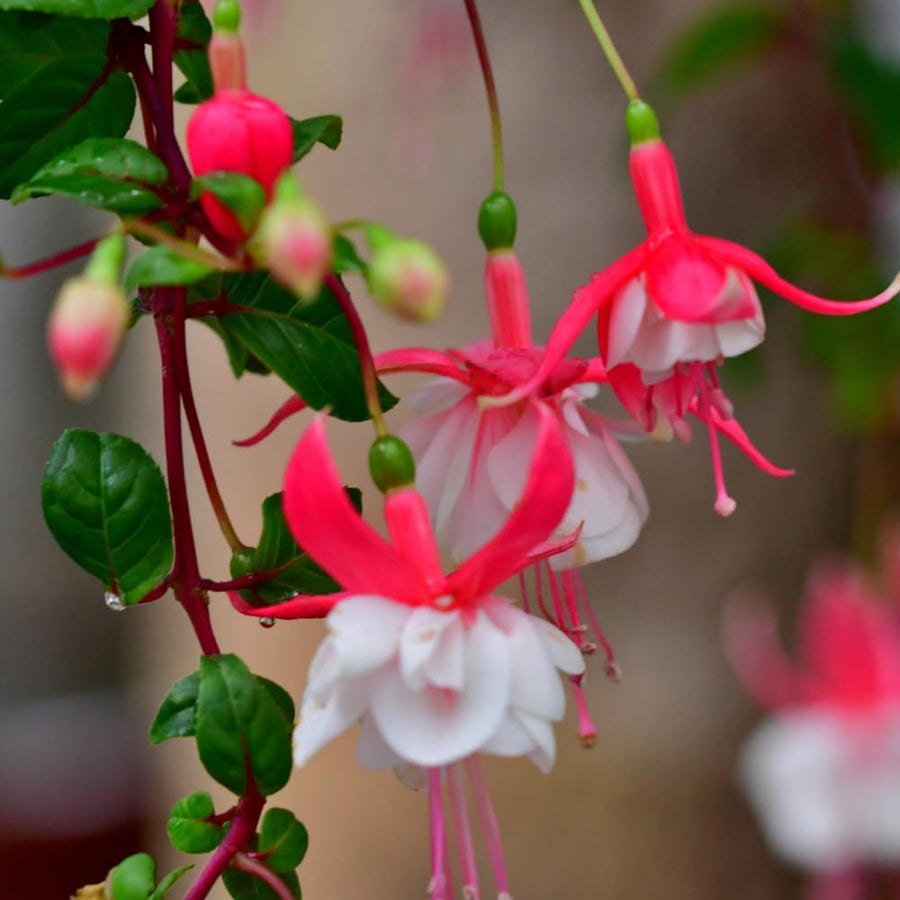 2 Fuchsia Flower Plants, Live White Red Fuchsia Plants Live Potted, 4 to 7 Inc Tall, 2 Live Plants