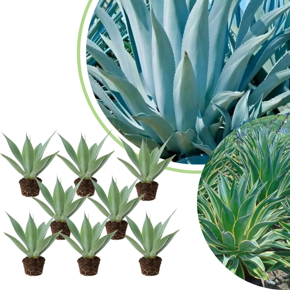 Pack 4 Agave Succulent Plant Live, Small Agave Plants for Garden and Containers, Hardy Ornamental Cactus