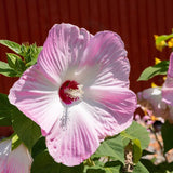Pink Hibiscus Plant Live, Hardy Hibiscus Flowers for Outdoor Landscapes, 5-9 Inch Height, Ornamental Hibiscus Bush Shrub, Well-Rooted, No Pot
