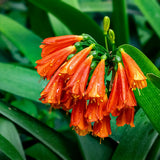 Orange Clivia Plant Live, Clivia Flower Plant, 6-8 Inches Tall in 6 Inches Pot, Bush Lily Plant for Outdoor Garden